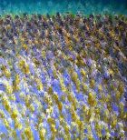 2009 01 26 blumenimwind03x122